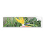 Bird of Paradise Bumper Stickers