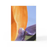 Bird of Paradise Greeting Card