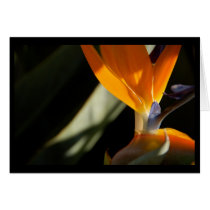 Bird-of-Paradise Card