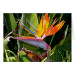 Bird of Paradise Card
