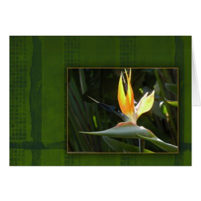 Bird of Paradise Greeting Card by perfectpostage