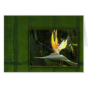 Bird of Paradise cards
