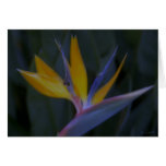 Bird of Paradise Card