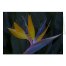 Bird of Paradise Card