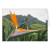 Bird of Paradise Card