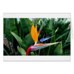 Bird Of Paradise Flower - California Card