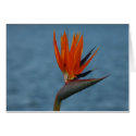 bird of paradise flower cards
