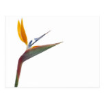 Bird of paradise flower (Strelitzia reginae) Postcards