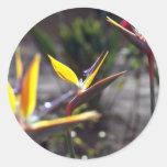 Bird Of Paradise flowers Round Stickers