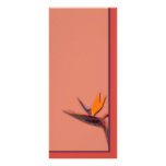 Bird of Paradise rack cards