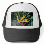 Bird of paradise hats