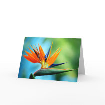 Bird of Paradise I Greeting Card
