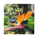 Bird of Paradise magnets