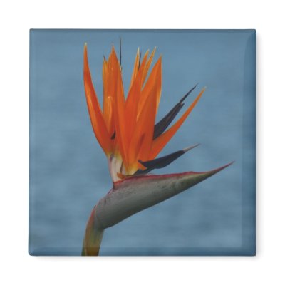 bird of paradise refrigerator magnets by cardart