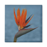 bird of paradise magnets