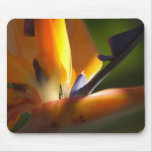 Bird of Paradise Mousepad