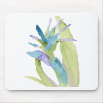 Bird of Paradise