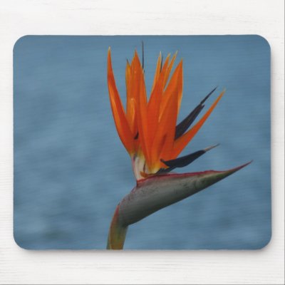 bird of paradise mousepad by cardart