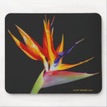 Bird of Paradise Mousepad mousepads