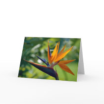Bird Of Paradise Note Card