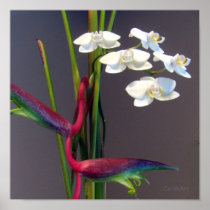 Bird-of-Paradise Orchids Poster
