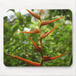 Bird of Paradise Photo