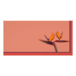 Bird of Paradise