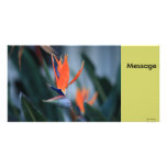 Bird of Paradise Picture Card