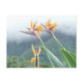Bird of Paradise post card
