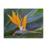 Bird of Paradise Postcard