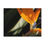 Bird of Paradise Postcard
