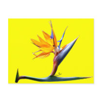 Bird of Paradise Post Card