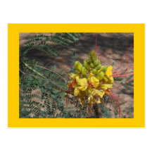 BIRD OF PARADISE POSTCARDS