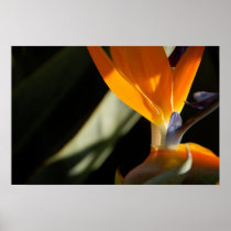 Bird-of-paradise Poster