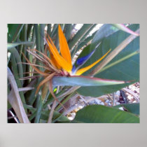Bird Of Paradise Poster