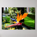Bird of Paradise posters