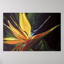 Bird of Paradise