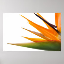 Bird of Paradise Print