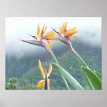 Bird of Paradise print