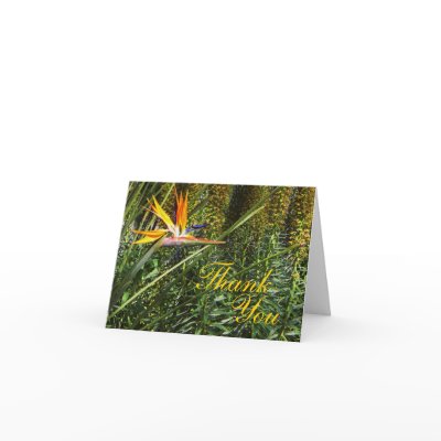 Bird of Paradise Thank You Greeting Card by GardenHarbor