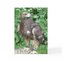 bird of prey greeting cards
