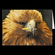 Bird of Prey cards