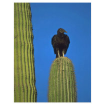 Bird Of Prey Custom Flyer