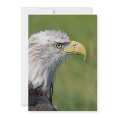 Bird of Prey Invitation by fletchphoto