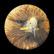 Bird of Prey magnets