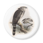 Bird of Prey Magnets
