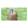 bird of prey photo card