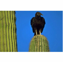 Bird Of Prey Photo Cutouts