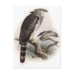 Bird of Prey