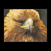 Bird of Prey postcards